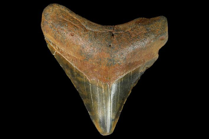 Fossil Megalodon Tooth - North Carolina #129966